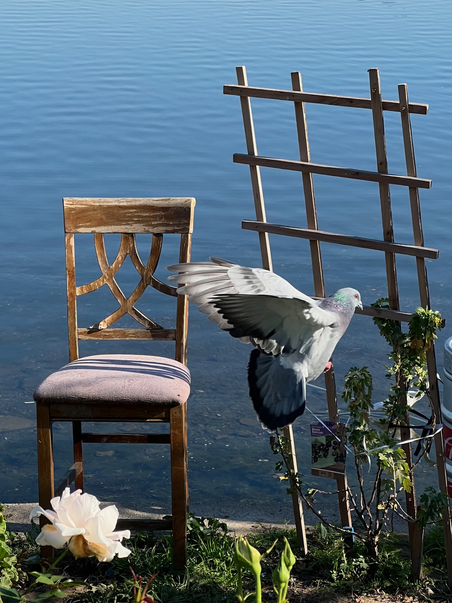 Daydreaming 5