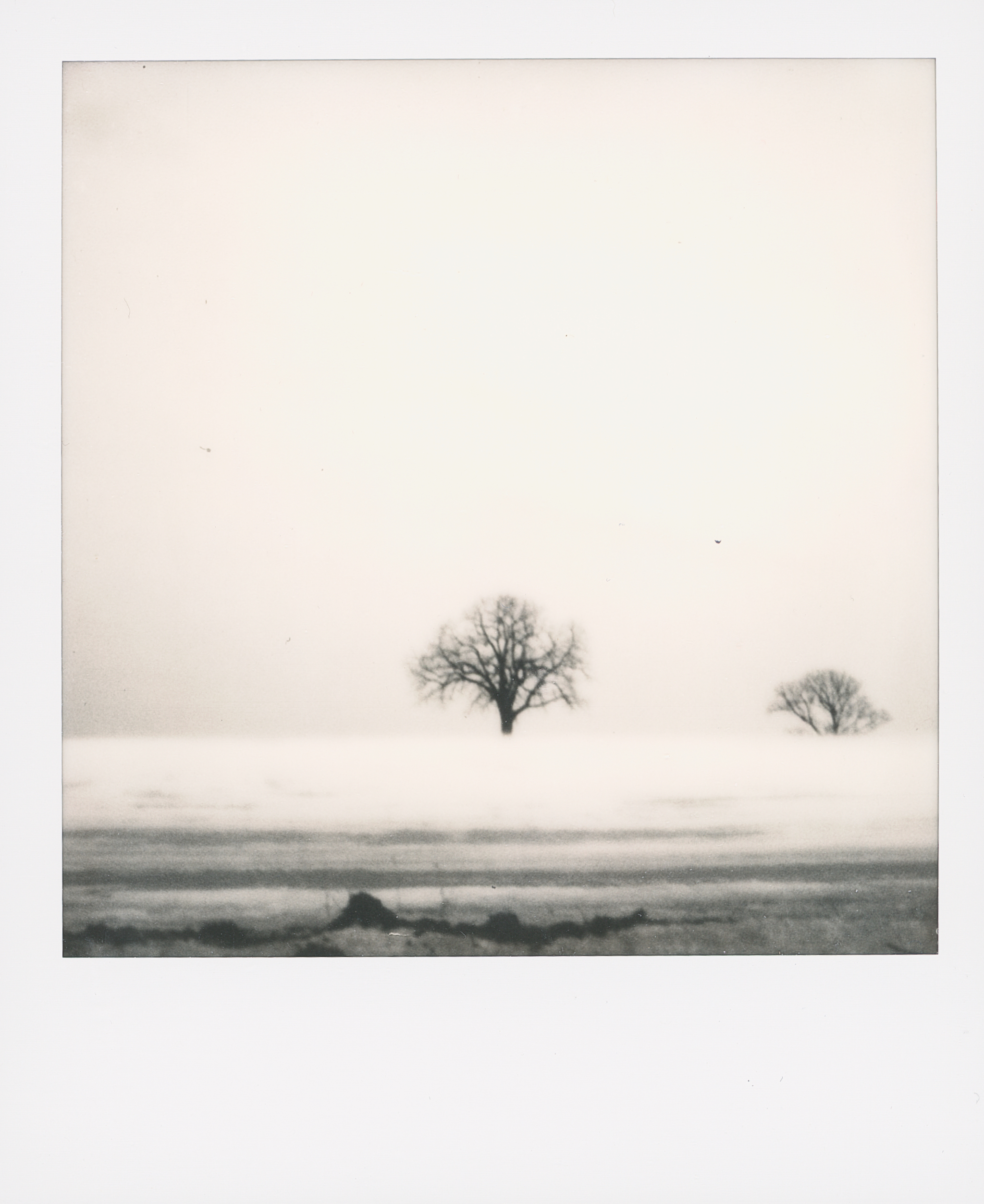 Polaroid 13