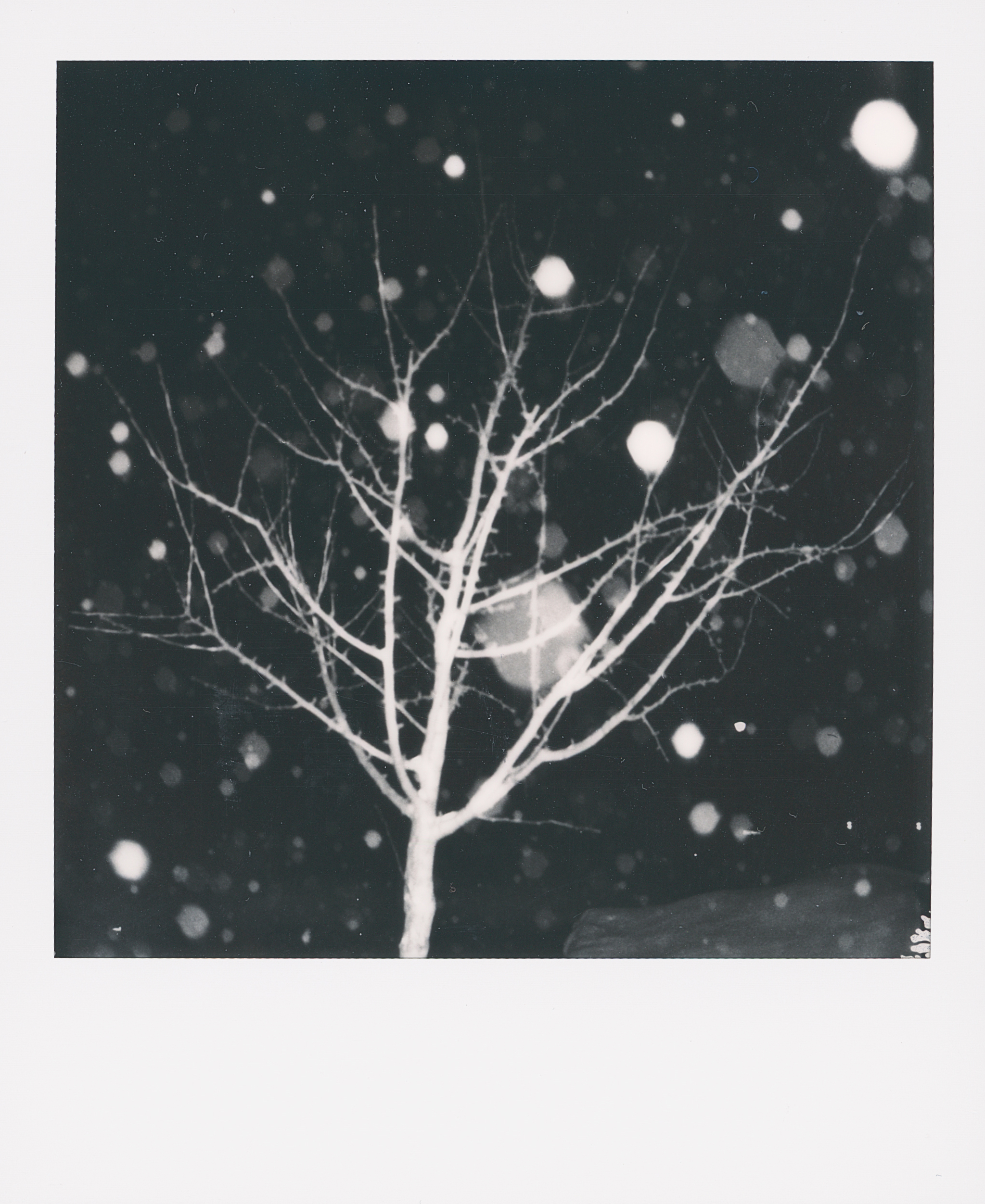 Polaroid 15