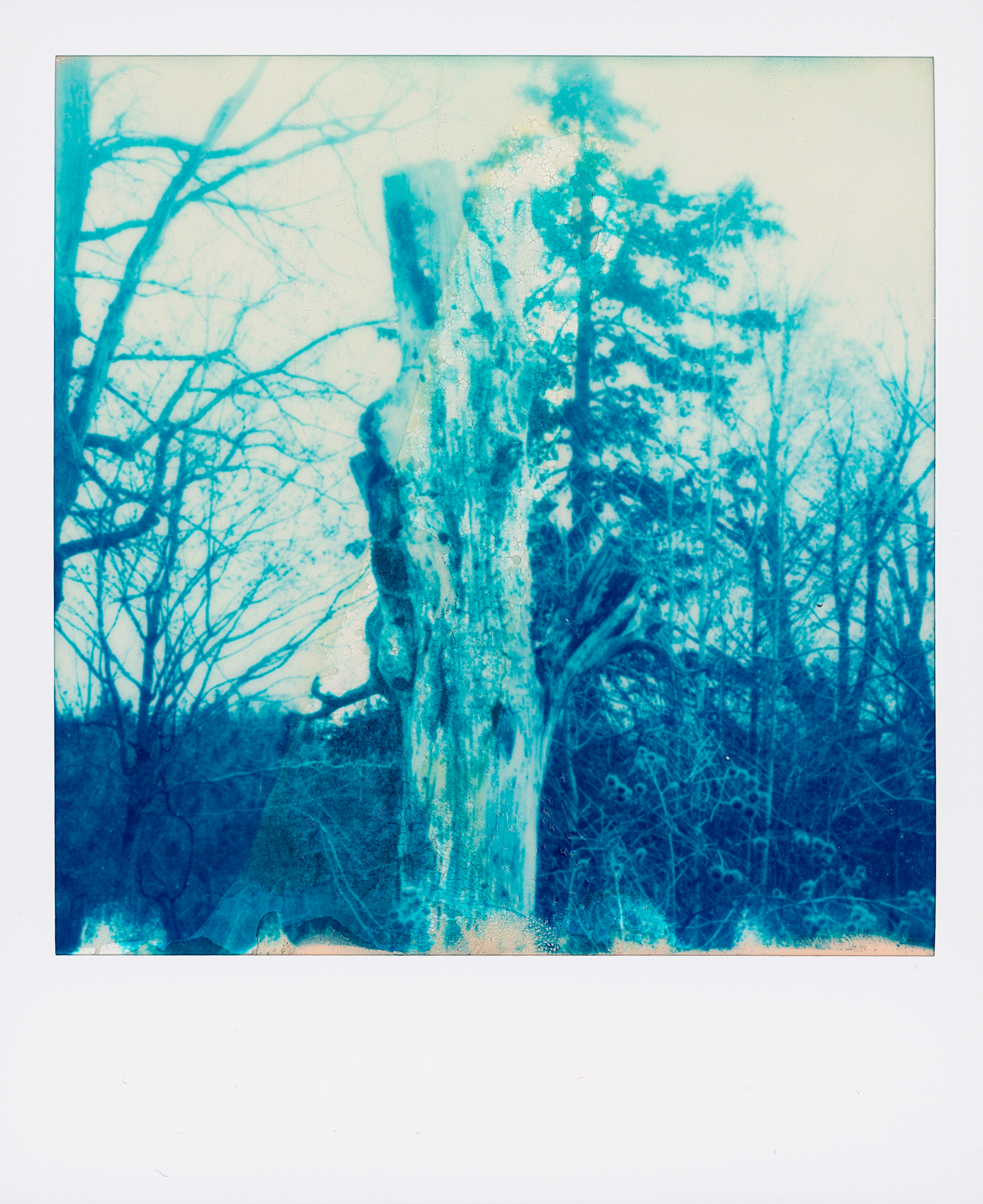 Polaroid 17