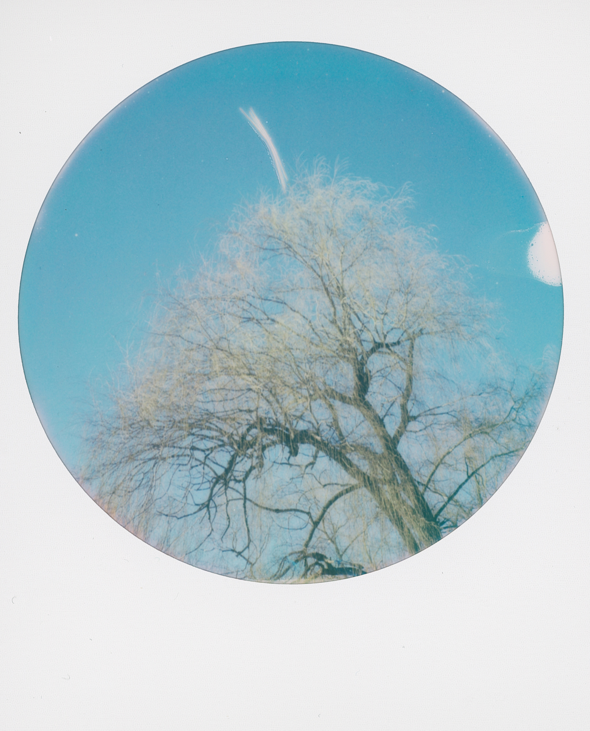 Polaroid 11